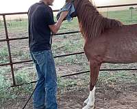 red-roan-roan-pony-yearling