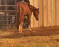 halter-project-yearling