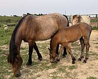 bay-roan-friesian-horse