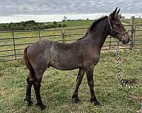 bay-roan-friesian-colt