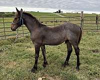 bay-roan-fshr-colt