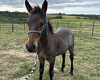 bay-roan-fshr-horse