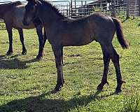 friesian-cross-horse
