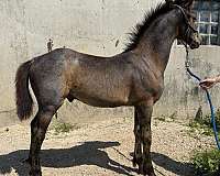draft-cross-friesian-horse