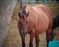 bay-dun-experienced-horse