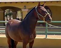 breeding-andalusian-horse
