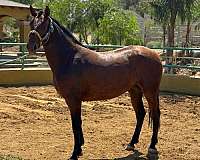 dressage-andalusian-horse