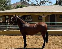andalusian-horse