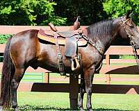 working-ca-kentucky-mountain-horse