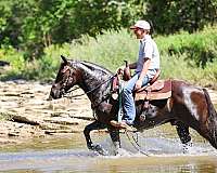 all-around-kentucky-mountain-horse