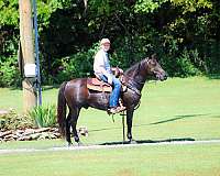 beginner-kentucky-mountain-horse