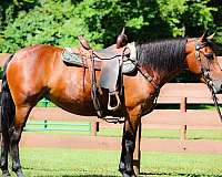 all-around-friesian-horse