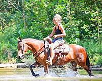 athletic-friesian-horse
