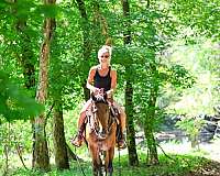drill-team-friesian-horse