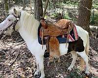grulla-harness-pony