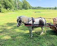 grulla-amhr-pony