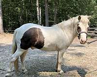 amhr-paint-pony