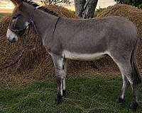 donkey-for-sale