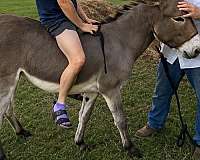donkey-stallion