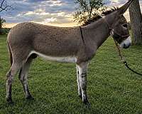 donkey