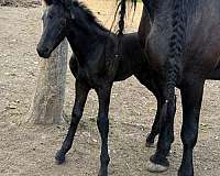 black-pinto-barock-colt