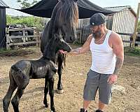 black-pinto-barock-mare