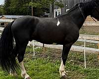 black-pinto-barock-foal