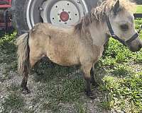 buckskin-miniature-mare