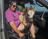 halter-miniature-horse