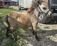 buckskin-halter-horse