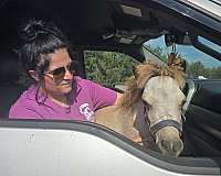 babies-miniature-horse