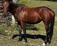 jazzy-socks-quarter-horse
