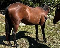 son-of-doc-quarter-horse