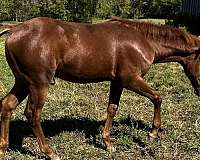 jose-uno-quarter-horse