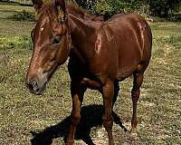 jose-uno-horse