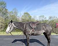 all-around-thoroughbred-horse