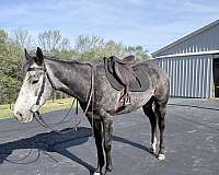 all-around-mare