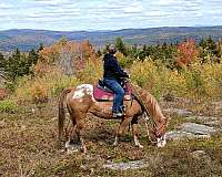 area-appaloosa-horse