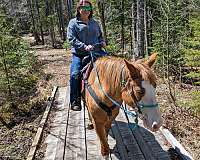 bridges-appaloosa-horse