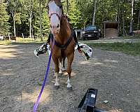 enjoy-appaloosa-horse