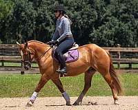 dun-eventing-horse