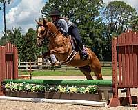 dun-jumper-horse