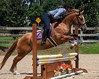 dun-jumping-horse