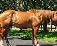 dun-hunter-jumper-horse