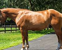 dun-playday-horse