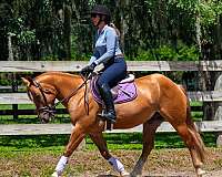 dun-show-jumping-horse