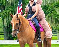 dun-trail-horse