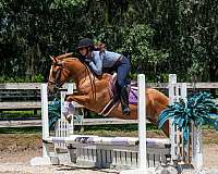 dun-sporthorse
