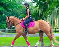 dun-western-riding-horse