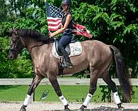 gypsy-vanner-draft-donkey